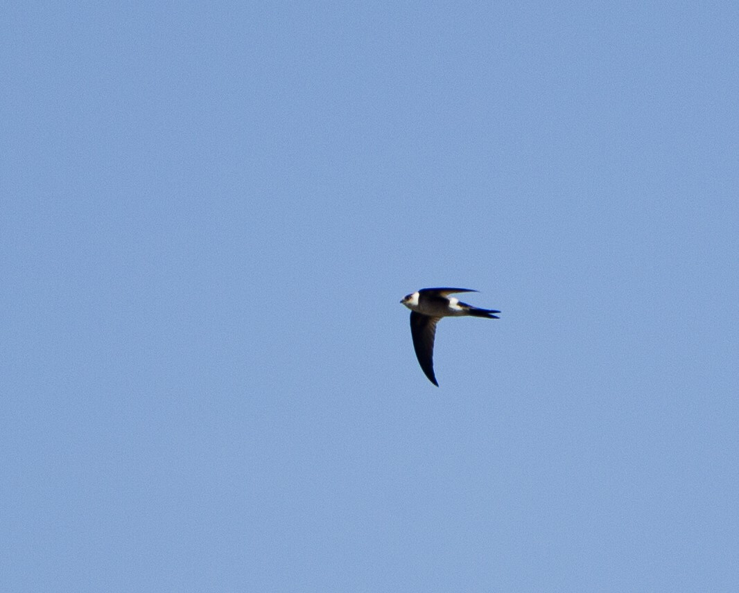 image Andean Swift